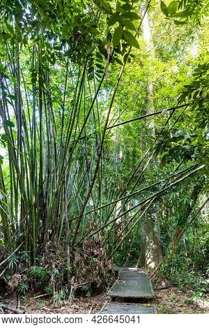 Scenic Wooden Broadwalk Trail At Taman Negara National Park, Malaysia