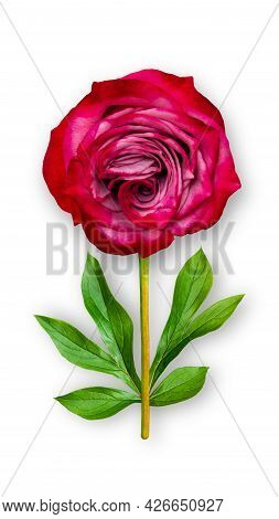 Offbeat Rose Flower. Composition Of Red-pink Rose And Peony Leaves. Art Object On A White Background
