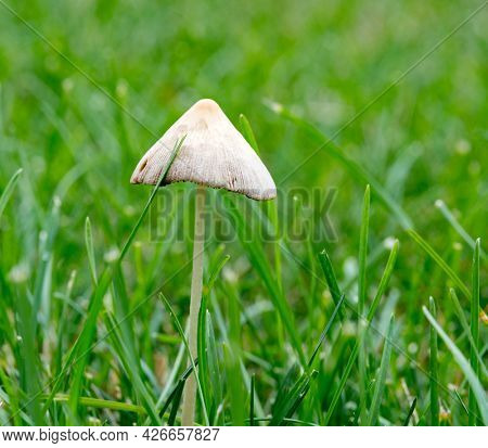 Generic Toadstool Fungus Growing in Grass