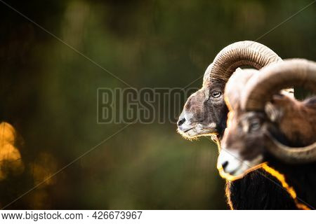 Big Mufflon Bucks, standing in their habitatm european forest