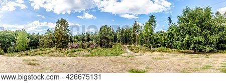 Panorama From Beautiful Rural Scene With Trees And Meadows With Purple Blossom.