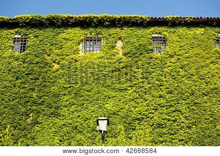 Facade af slottet St. Giusto dækket med grønne Ivy, Trieste