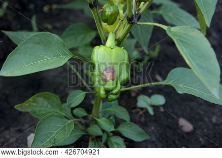 Anthracnose Of Peppers. Diseases And Lesions. Fruit Rot On The Pod. Initial Stage Of The Illness On 