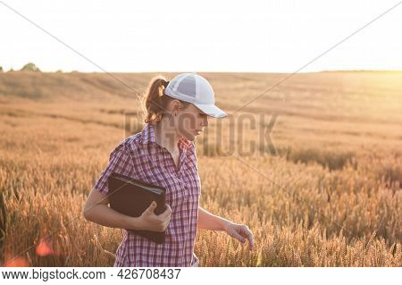 Young Woman Farmer Works On A Wheat Field In The Sun. Business Woman Plans Her Income In The Field. 