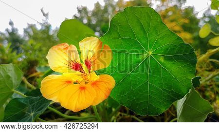 Close Up Yellow Orange Tropaeolum Majus, Or Nasturtium, Flower With Leaf Among Green Foliage, Garden