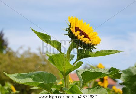 Solsikke