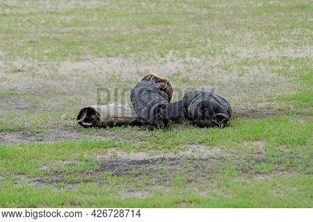 K9 Dog Training Sleeves Lie On The Green Grass. Special Jute Bite Sleeve. Arm Sleeve For Canine Dog 