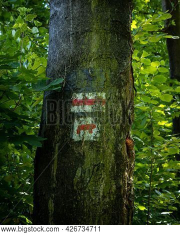 A Red Bear Tourist Trail On The Tree. Sleza Mountain, Sobotka, Poland.