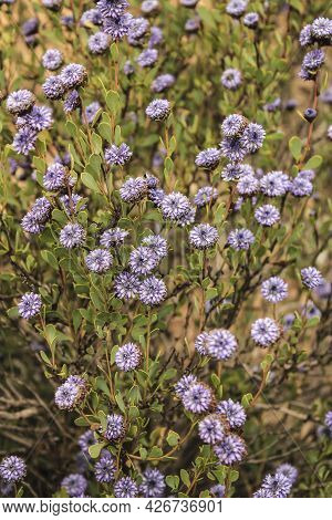 Purple Globularia Cordifolia Flowers In The Mountain In Albacete, Spain
