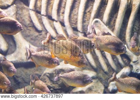 Piranha Close Up In The Aquarium. Pygocentrus Nattereri.