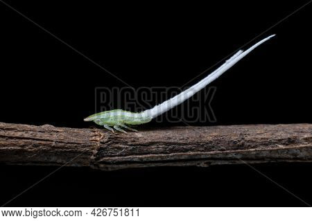 Green Leaf Hopper Nymph With Long Tails