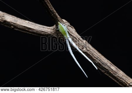 Leaf-hopper Nymph With Long Tails On A Dry Branch