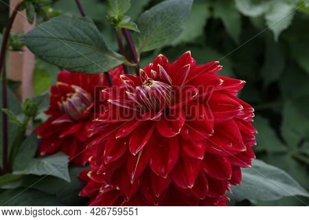 Isolated Natural Dahlia Flower On Green Background