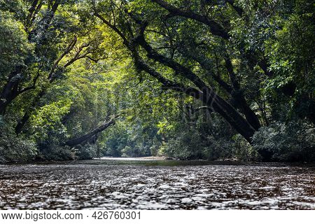 Scenic Nature View Of Tahan River With Lush Rainforest Foliage At Taman Negara National Park, Pahang