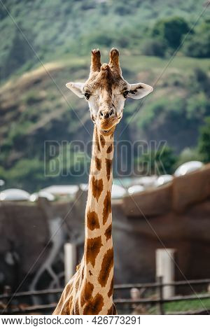 Rothschild Giraffe In Zoo.giraffe In Front Of Green Trees Looking In To Camera. Funny Giraffe Face. 