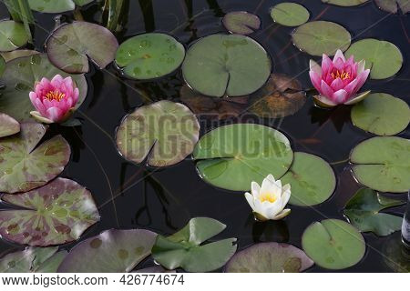 A Beautiful Water Lily Flower That Hovers Over The Water