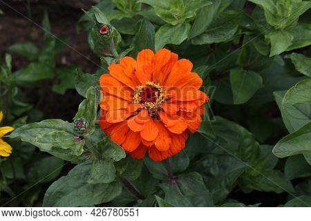 Isolated Natural Zinnia Flower On Green Background