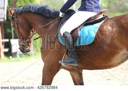 Unknown Competitor Riding On Show Jumper Horse On Equitation Event Summer Time. Show Jumping Horse U