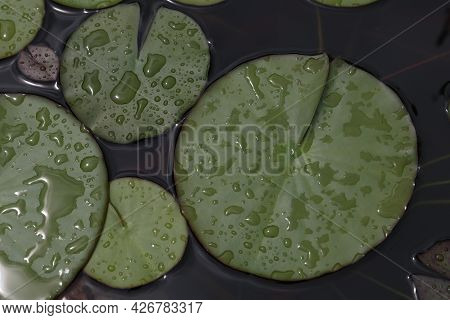 Beautiful Water Lily Leaves In Large Drops Of Water