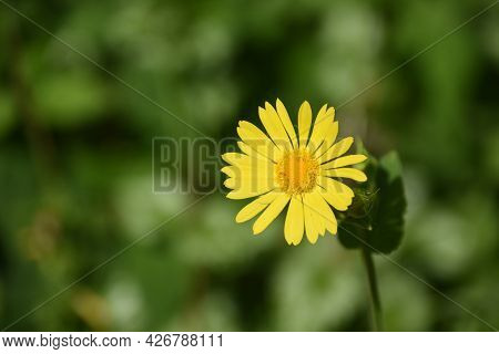 Up Close Look At A Yellow Leopard's Bane Flower In Bloom.
