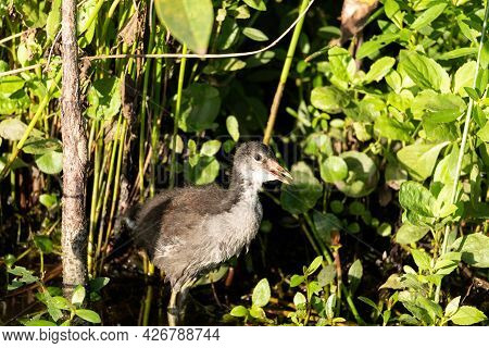 Fuzzy Black Juvenile Common Gallinule Bird Gallinula Galeata In A Marsh In Naples, Florida.