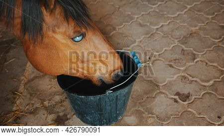 A Dark Brown Blind Horse Drinking Water From A Bucket In The Horse Stable. Close-up View. View From 