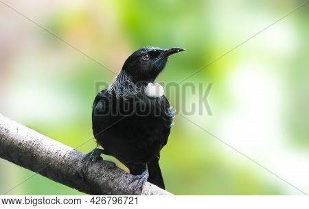 Tui