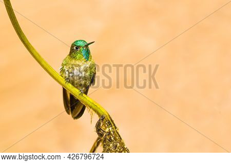 Tyrian Metaltail