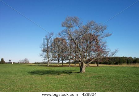 Lone Tree