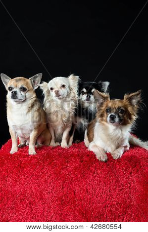 Neljä Chihuahua Koirat