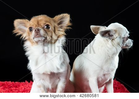 PortrÃ¤t von zwei kleinen Chihuahua Hunde