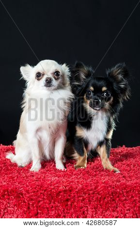 Kaunis pieni Chihuahua Koirat