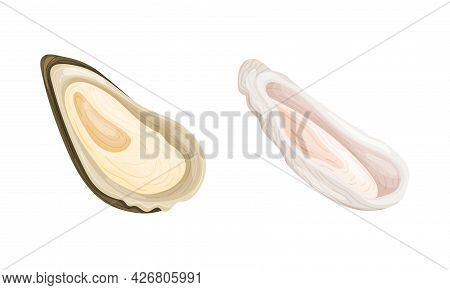 Oyster As Salt-water Bivalve Molluscs And Marine Delicacy Vector Set