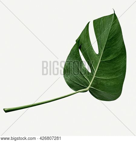 Monstera delicosa plant leaf on a white background mockup