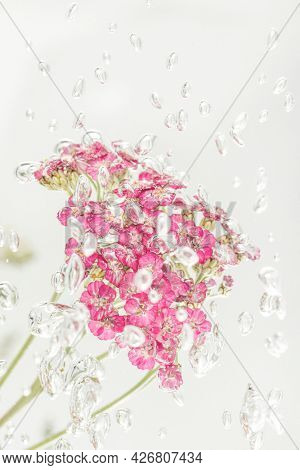 Pink yarrow flowers with air bubbles