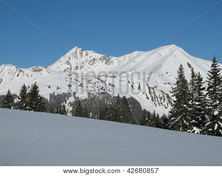 Lauenenhorn und Fichten