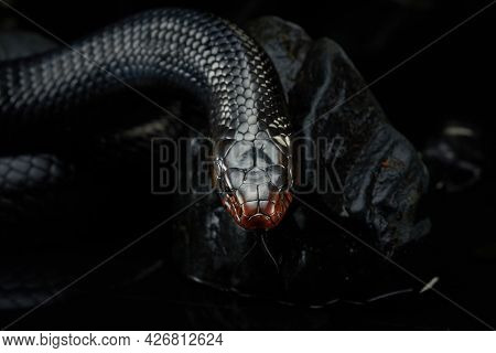 Drymarchon On The Background Of Cameos, Fog. Snake Art