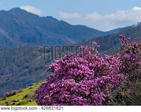 Russia. South Of Western Siberia. Mountain Altai. Chuysky Tract During The Flowering Of The Maralnik