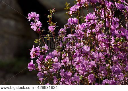 Russia. South Of Western Siberia. Mountain Altai. Chuysky Tract During The Flowering Of The Maralnik