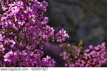 Russia. South Of Western Siberia. Mountain Altai. Chuysky Tract During The Flowering Of The Maralnik
