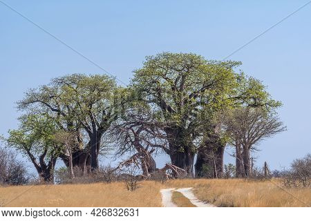 Old Baobab Trees Along Nxai Pan, Botswana