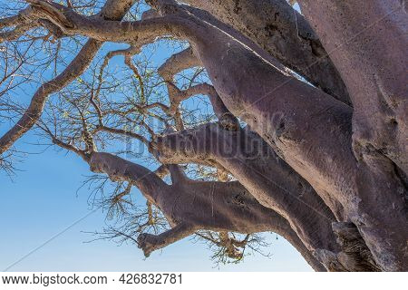 Old Baobab Trees Along Nxai Pan, Botswana