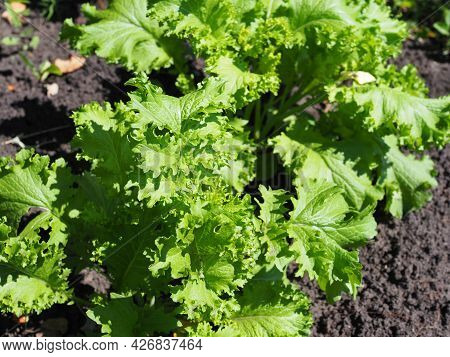 Leaf Mustard Greens Grow At Vegetable Garden.