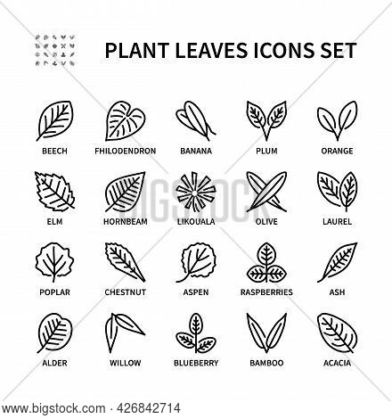 Leaves Of Different Plants Vector Linear Icon Set. Isolated Icon Collection Of Leaves On White Backg