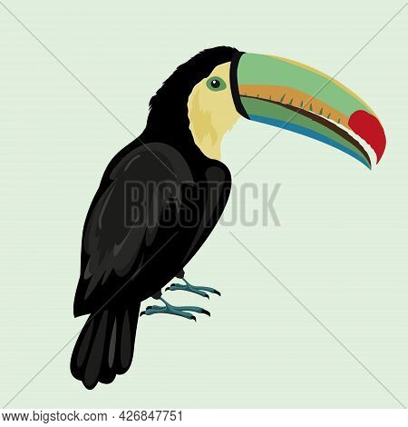 Toucan Vector Isolated On White Background. Exotic Birds. Vector Illustration