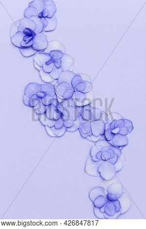Plain Natural Hydrangea Flowers, Minimal Floral Style Pastel Puple Blossom Arrangement. Flowery Layo
