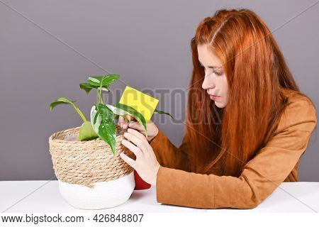 Woman Putting Yellow Sticky Card Into Houseplant Pot To Fight  Fungus Gnats Pests