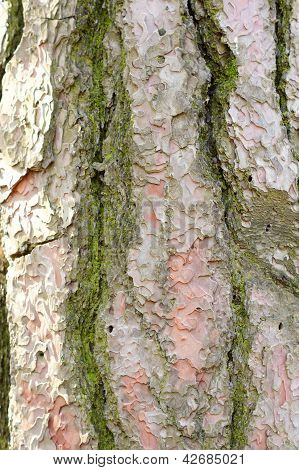 Close Up Of Wood Background