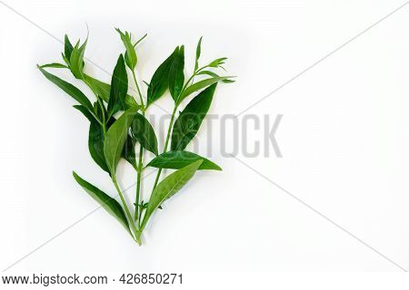 Andrographis Paniculata Plant On A White Background