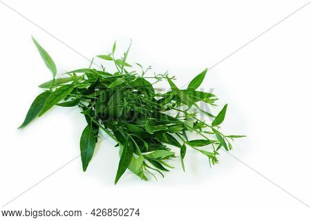 Andrographis Paniculata Plant On A White Background